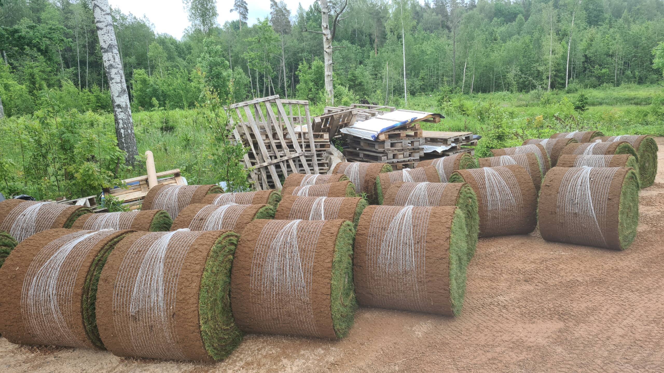 Pärnu Munmäe park_Lõikus_3.5
