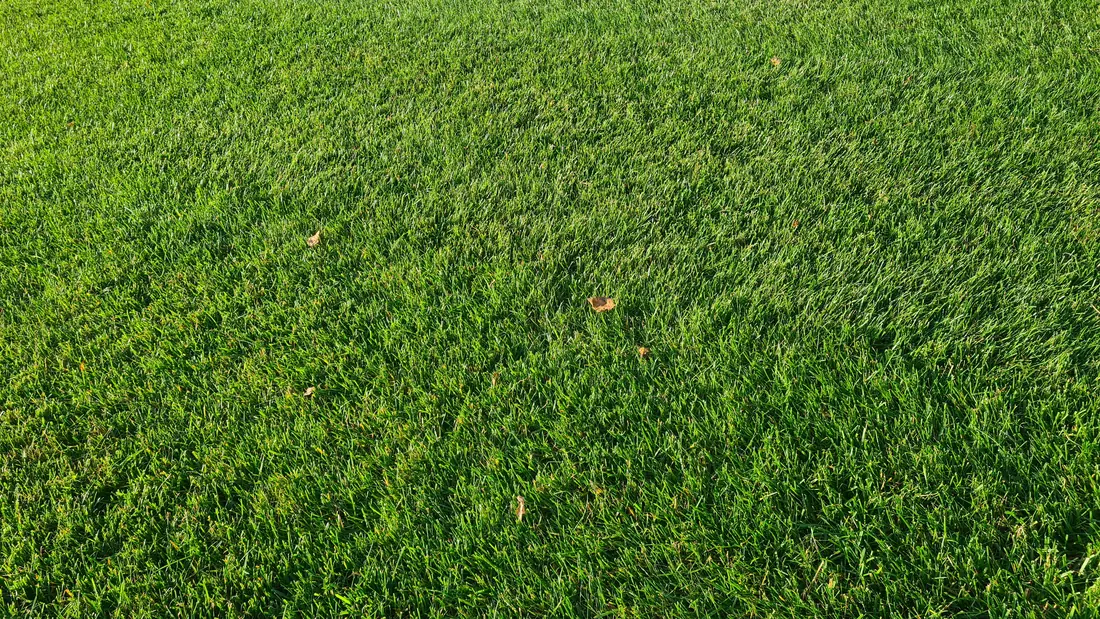 Spordimuru muruvaip lähivaates