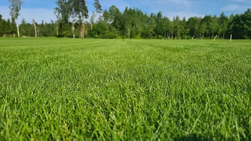 Varjumuru lähivaates